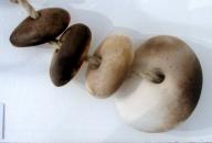 Hanging Piece for garden